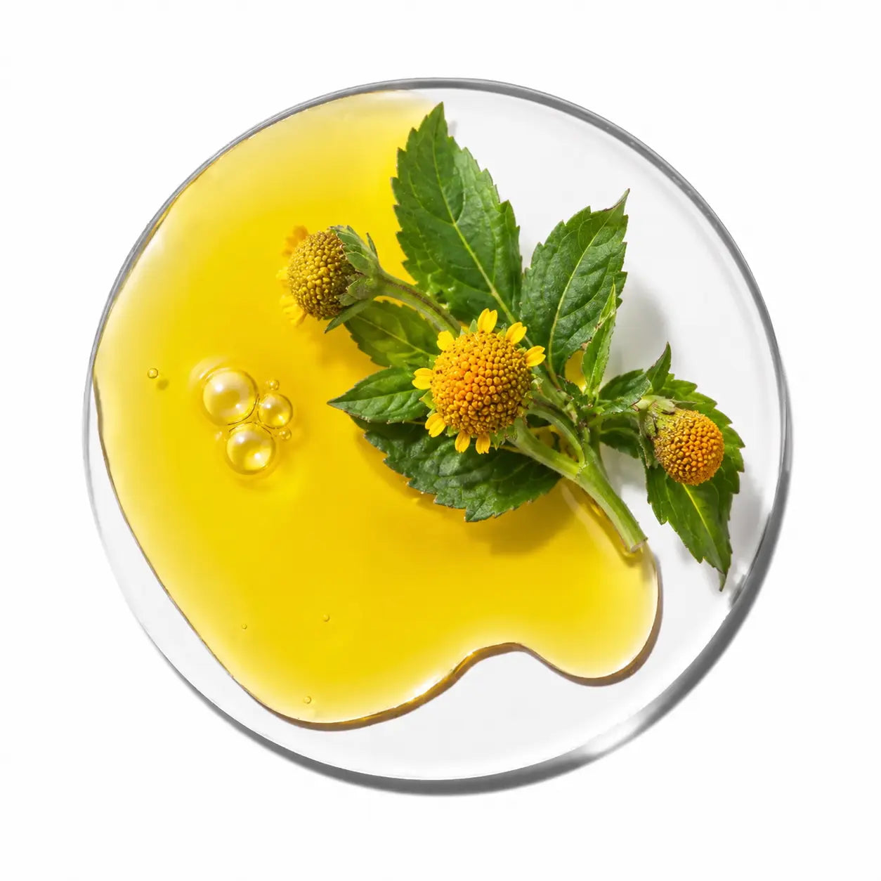 A top-down, clean cosmetic science photograph showcasing a fresh sprig of Acmella oleracea inside a clear glass Petri dish against a stark white background. The botanical specimen features vibrant yellow, button-like flowers and rich green serrated leaves. Positioned next to the plant is a smooth, glossy puddle of golden-yellow serum containing delicate micro-bubbles, accompanied by two smaller round oil droplets, visually representing the raw ingredient and its extracted active form.